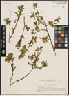 Foto von Salix chlorostachya Turcz.